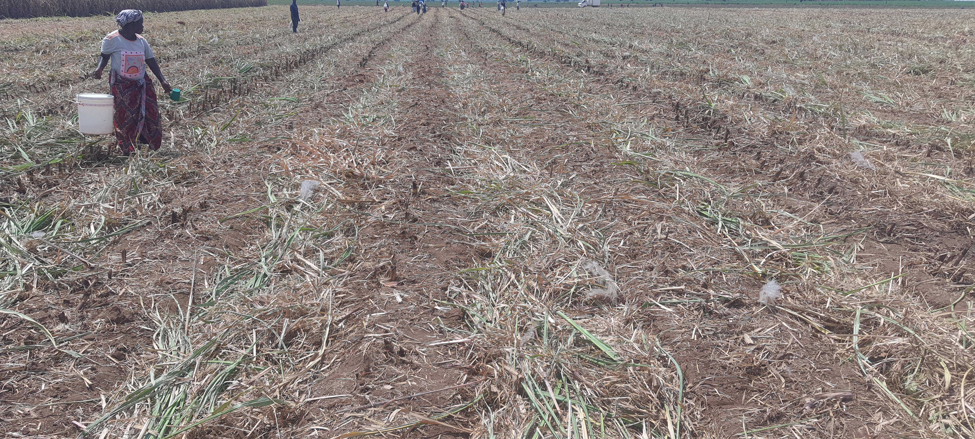 Image of Agricultural Land Development & Sugarcane Plantation project